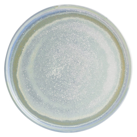 Moda Porcelain Cloud Dinnerware Collection CH May Catering Supplies